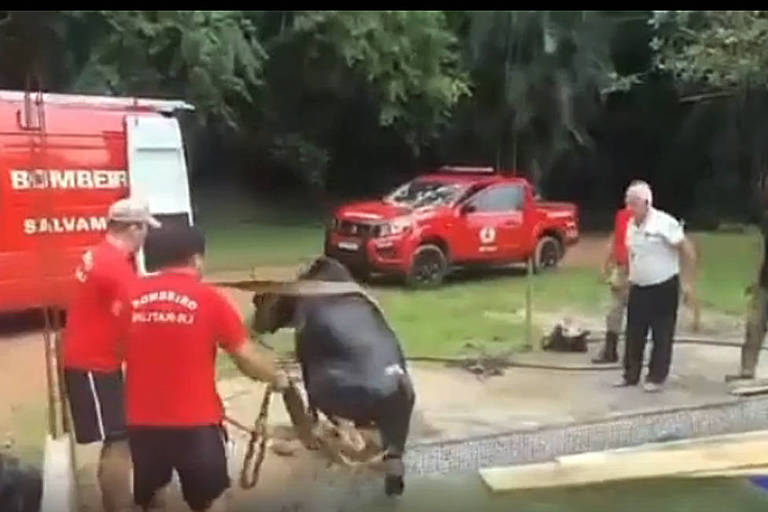 Bombeiros resgatam boi que caiu em um piscina, em Volta Redonda (RJ)
