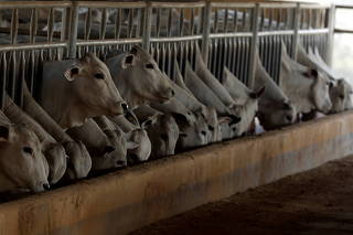 FILE PHOTO: Zebu cattle are seen in a farm in Paulinia
