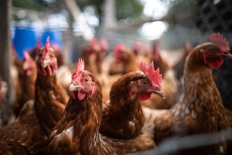 A principal doença no setor avícola bate às portas do Brasil