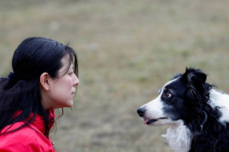 Cachorros podem distinguir idiomas diferentes, mostra estudo