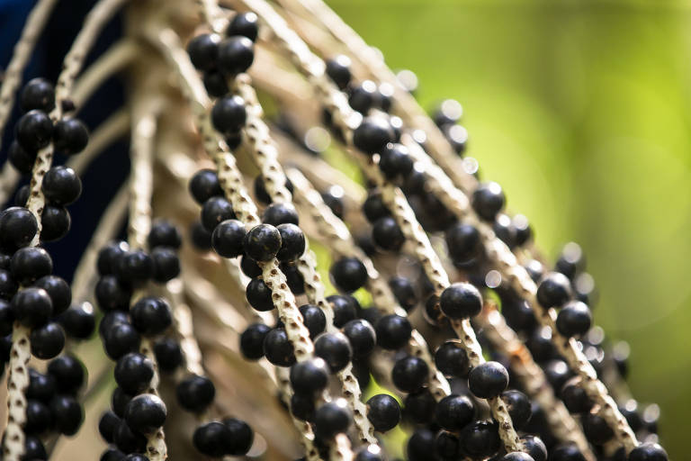 Avanço do mar deixa açaí salgado e ribeirinhos sem água na foz do Amazonas