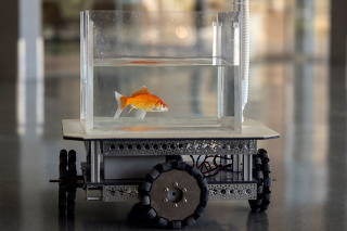 Goldfish drives robotic vehicle on land at Ben-Gurion University, in Beersheba