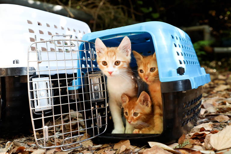 Três gatos filhotes, dois amarelos e um branco e amarelo, estão dentro de uma gaiola de transporte em uma área com folhas de árvores secas no chão