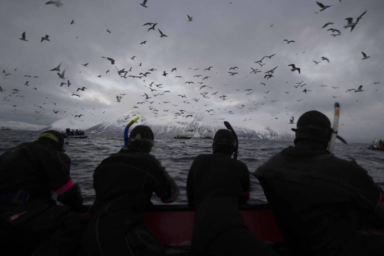 Turistas olhando para o mar em busca de orcas e jubartes, na Noruega 