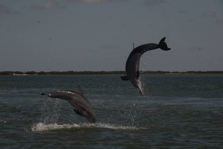 Golfinhos pulando na água