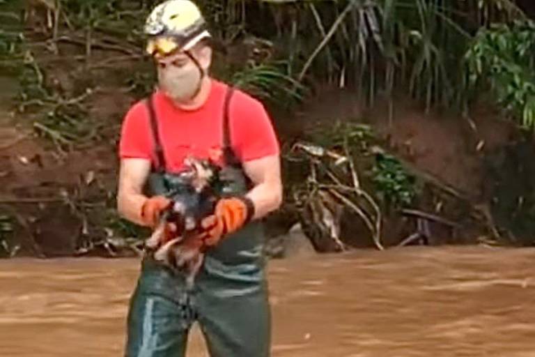 Cadela ilhada em córrego é salva por bombeiro em Goiás; veja