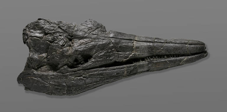 Fóssil de réptil marinho gigante conta história evolutiva de animais aquáticos de grande porte