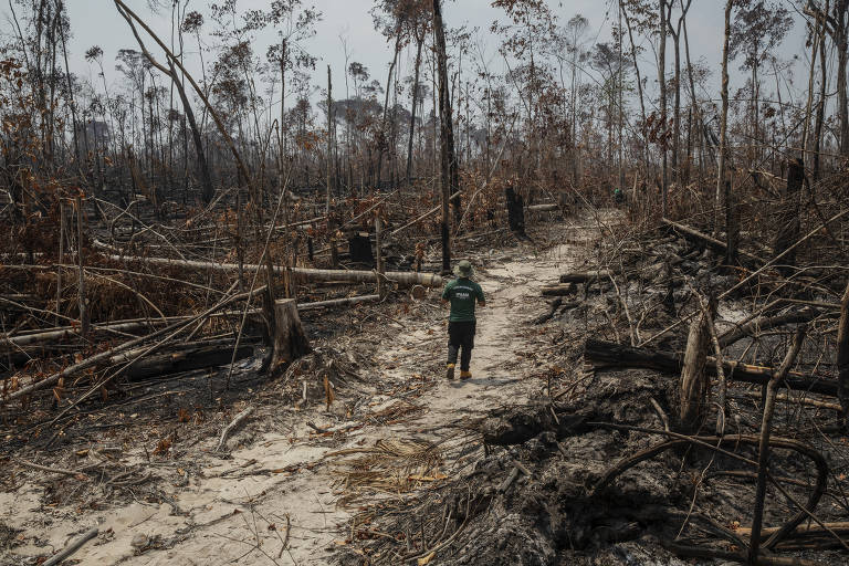 Fiscal do Ipaam (Instituto de Proteção Ambiental do Amazonas) vistoria um desmatamento recente no município de Apui, no sul do Amazonas