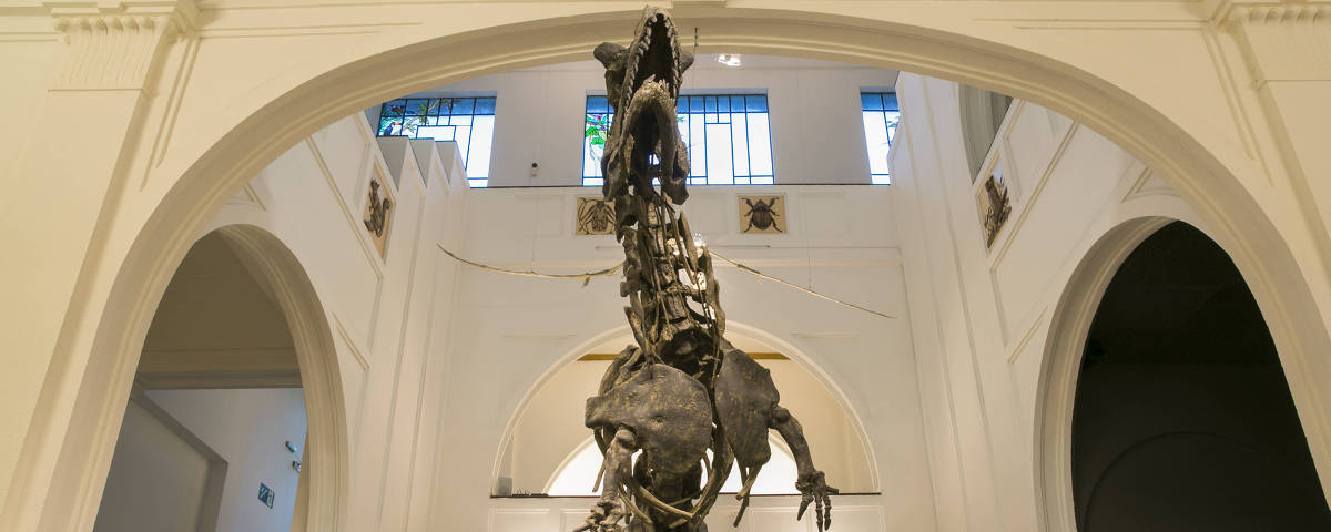 Museu de Zoologia da USP tem réplicas de esqueletos de dinossauro em exposição