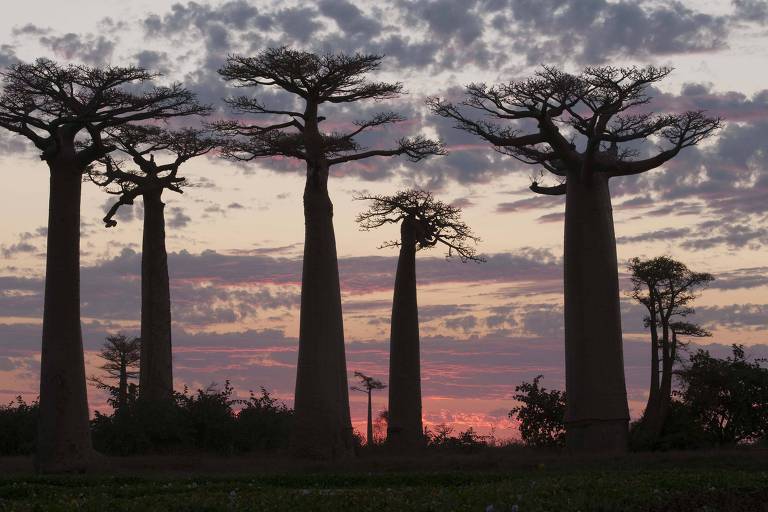 Baobá ensina em livro que não é só árvore que tem raiz (gente também tem)