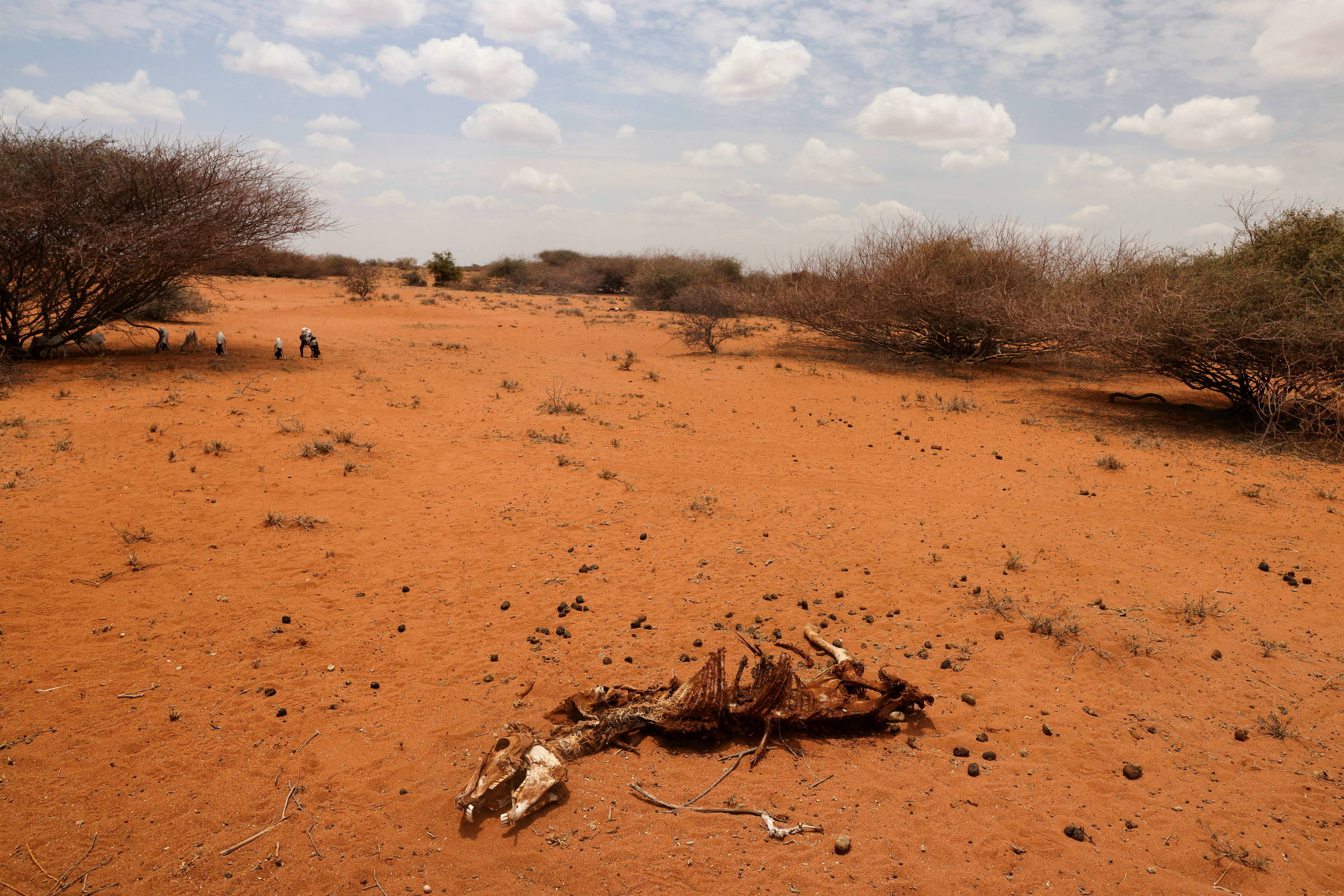 Será que estamos a viver a sexta extinção em massa do planeta Terra?