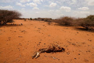 FILE PHOTO: The carcass of a donkey who died due to an ongoing drought is seen near the town of Kargi, Marsabit county