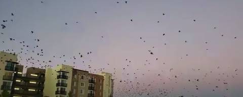 Cidade dos EUA pretende espantar 1.000 corvos com laser verde