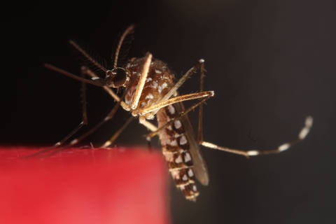 (211005) -- CANBERRA, Oct. 5, 2021 (Xinhua) -- Photo provided by the Commonwealth Scientific and Industrial Research Organisation (CSIRO) on Oct. 5, 2021 shows the Aedes aegypti mosquito. A landmark Australian trial has found that a bacteria can be used to wipe out mosquitoes carrying dengue.
   In a study published on Tuesday, a team including researchers from the Commonwealth Scientific and Industrial Research Organization (CSIRO) found that bacteria can successfully sterilize the disease-carrying Aedes aegypti mosquito.
TO GO WITH 