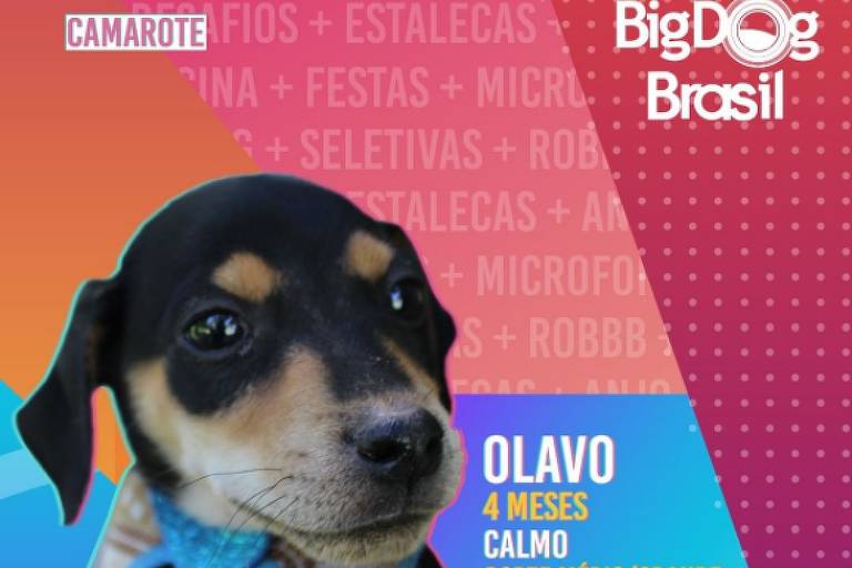 Novo Hamburgo (RS) cria Big Dog Brasil para incentivar adoção de cães