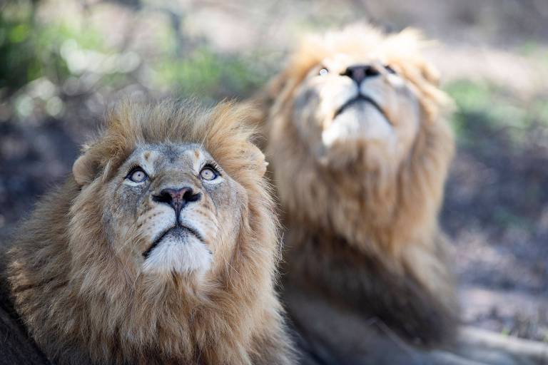 Onças-pardas e leões recebem diagnóstico de Covid-19 na África do Sul