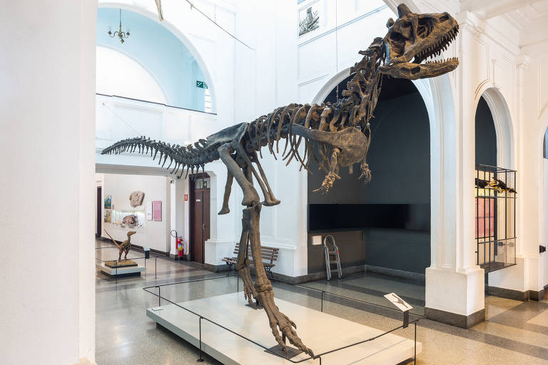Uma das réplicas de esqueletos exposta no Museu de Zoologia da USP é a de um Carnotauro a reprodução mede três metros de altura