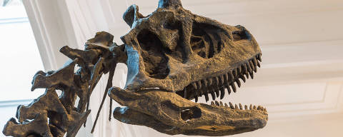 SÃO PAULO-SP, BRASIL, 17-01-2022 - MUSEU ZOOLOGIA USP - O Guia está preparando um roteiro de onde ver dinossauros em São Paulo. Representação osteológica de um Carnotauro. (Foto: Ronny Santos/Folhapress, GUIA)