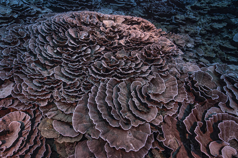 Enormes recifes com formato de rosa