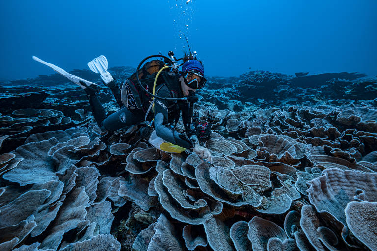 Mergulhadora encosta em recife de coral