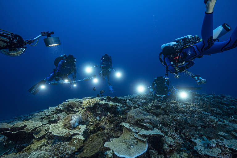 Recife de coral raro é achado em grandes profundidades por missão da Unesco