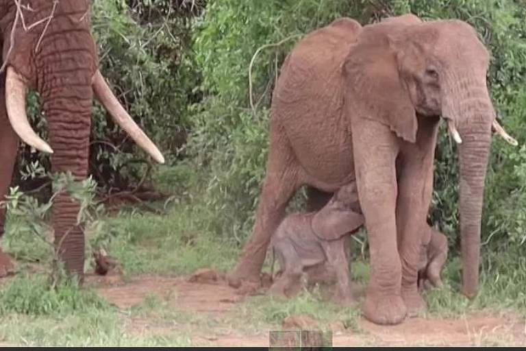 O raro nascimento de elefantes gêmeos registrado no Quênia