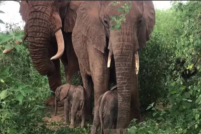 A elefanta Bora com seus dois filhotes recém-nascidos
