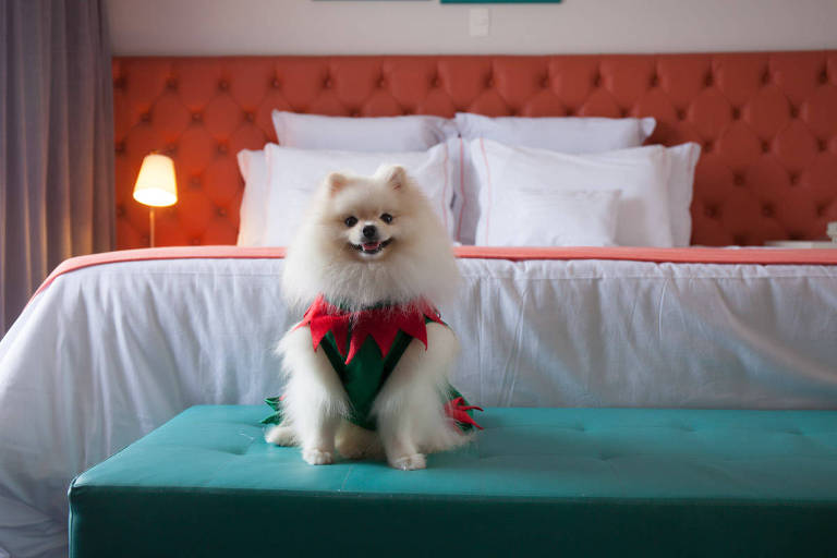 Foto mostra cachorro de porte pequeno em um quarto do hotel Doral Guarujá em campanha para pai de pets durante o último inverno 