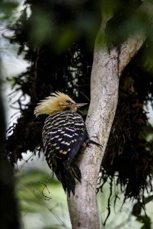 Pica-pau-de-cabeça-amarela (Celeus flavescens) encontrado no Parque do Ibirapuera, zona sul de São Paulo