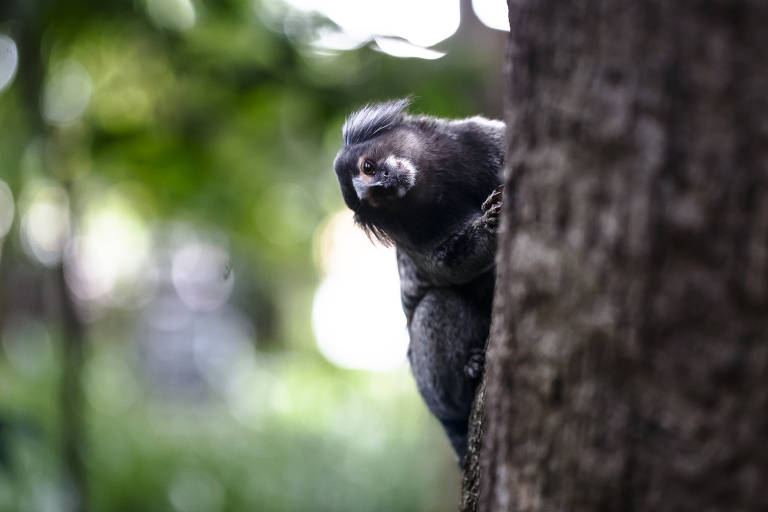 SP tem focos de mata atlântica com fauna e flora ameaçadas