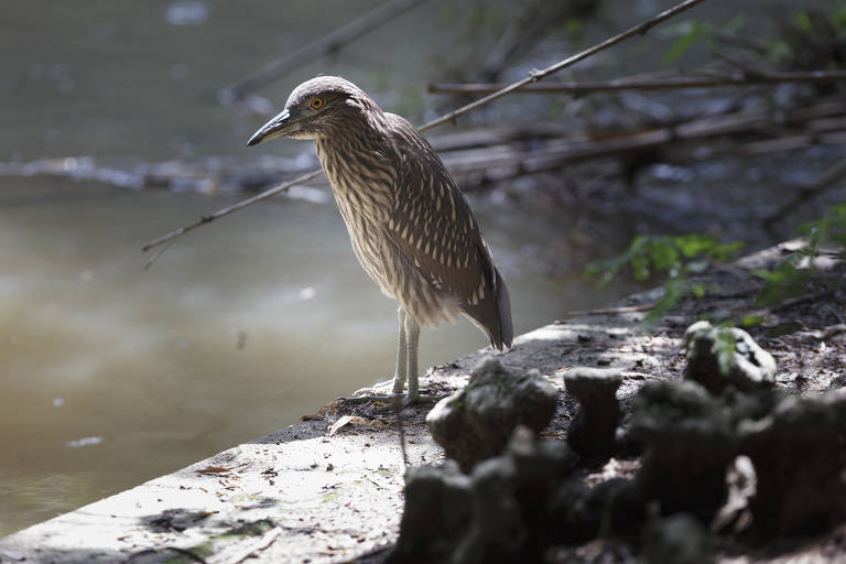 Socó-dorminhoco (Nycticorax nycticorax) no Horto Florestal, São Paulo