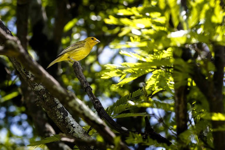 A GRANDE MURALHA VERDE: 8 MIL KM DE ÁRVORE PARA SALVAR A ÁFRICA