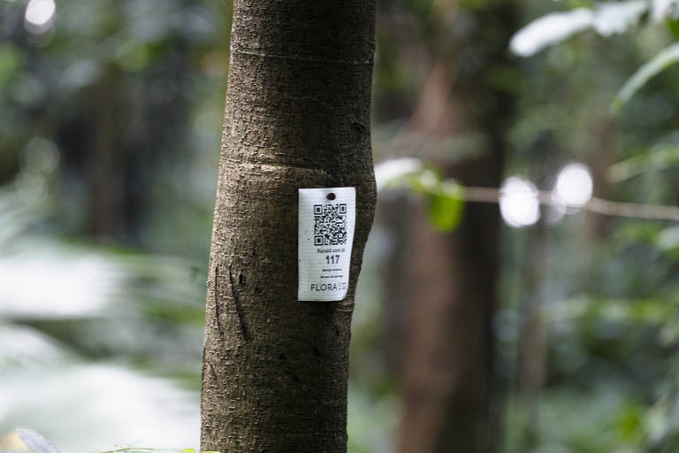 Árvores registradas com QR Code para a identificação de espécies no Parque da Independência, zona sul de São Paulo