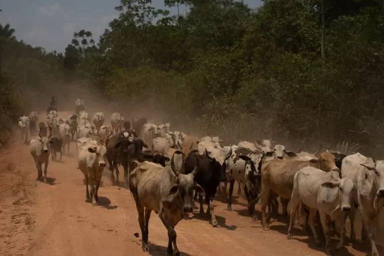 Caso de vaca louca registrado no Pará é atípico, confirma Ministério da Agricultura