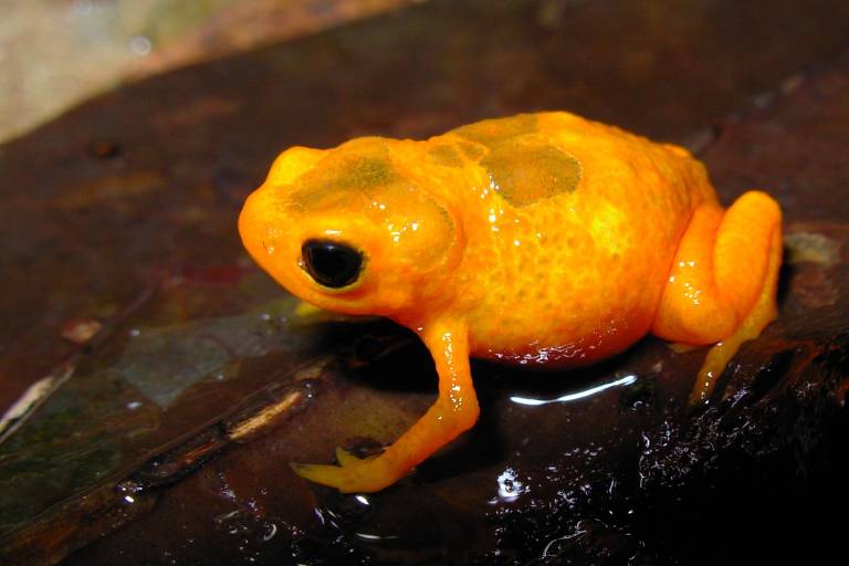 O sapinho da neblina (Brachycephalus ibitinga), nova espécie de anfíbio com tamanho menor que uma unha, encontrada no Parque Natural Municipal Varginha, no extremo sul de São Paulo