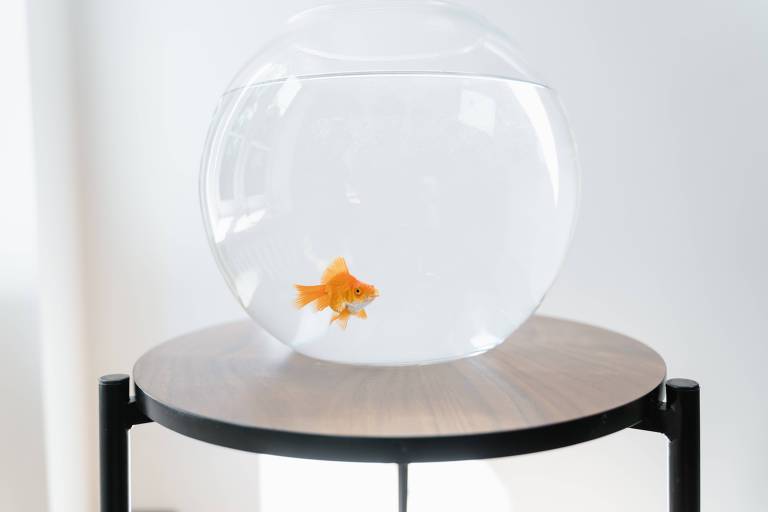 Empresa francesa para de vender aquários porque eles enlouquecem peixes