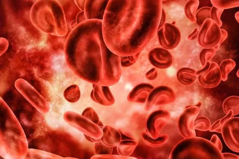 Os glóbulos vermelhos viajam por suas veias e artérias a cerca de 2 quilômetros por hora