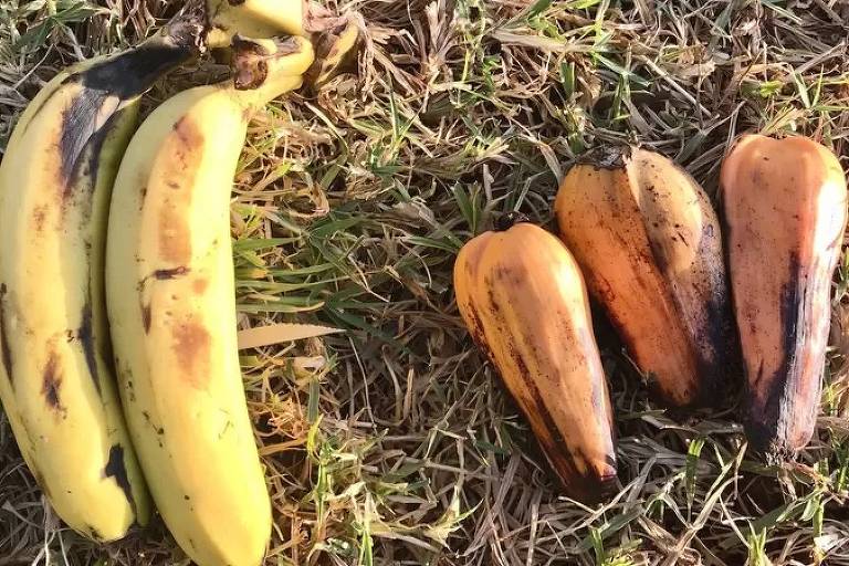 Banana (à esquerda) e ensete (à direita)
