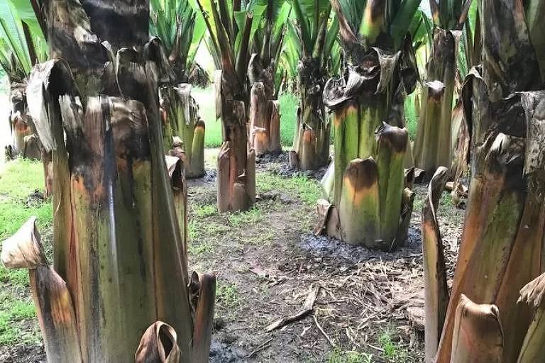 Plantação de ensete, 'banana falsa' cultivada da Etiópia