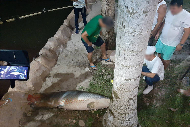 Homem dá enxadada em peixe amazônico em condomínio de luxo no Pará
