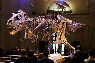 DINOSAUR NAMED SUE ON DISPLAY IN CHICAGO