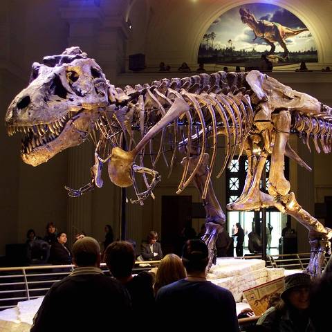 ORG XMIT: 315801_1.tif >>
 
Esqueleto do Tiranossauro Rex conhecido como Sue, que está em exposição no Museu Field, em Chicago, Illinois (EUA). O fóssil do dinossauro foi descoberto próximo à Faith, na Dakota do Sul por Susan Hendrickson.
 
CHI01D:SCIENCE-DINOSAUR:CHICAGO,17MAY00 - The dinosaur named 
