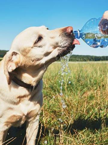 Cachorro bebe água