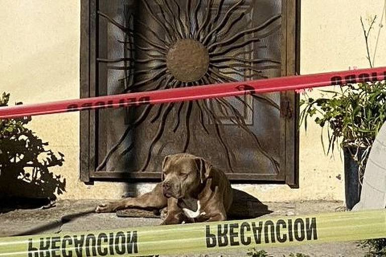 Cão de jornalista assassinada causa emoção e revolta no México