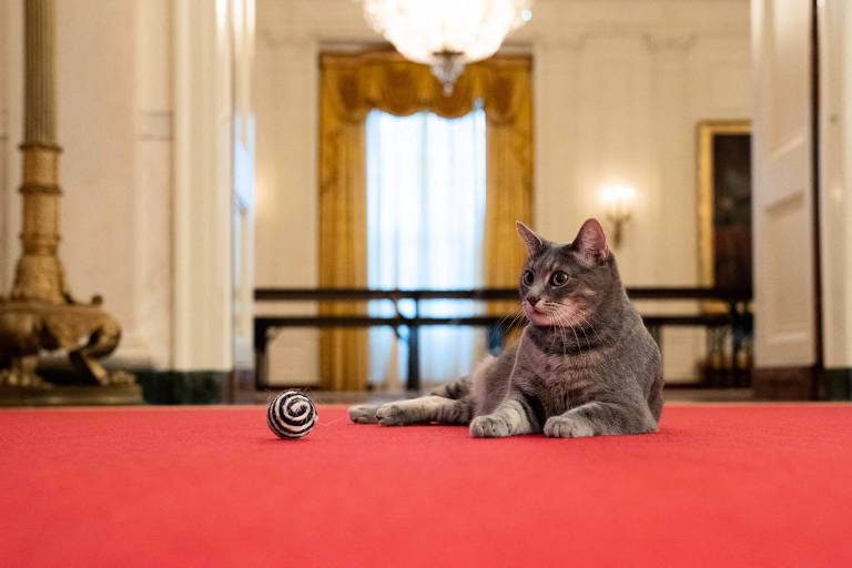 A gata Willow, adotada pela primeira-dama Jill Biden, em corredor da Casa Branca