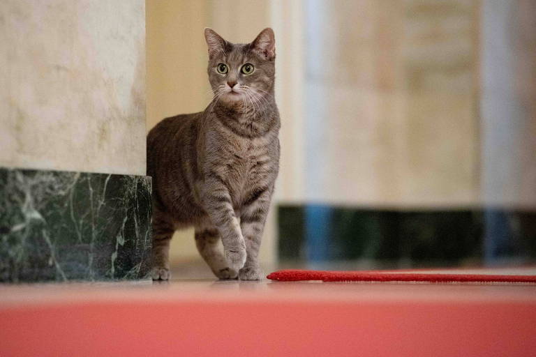 A gata Willow tem pelagem rajada e olhos verdes e caminha pelo tapete vermelho da Casa Branca