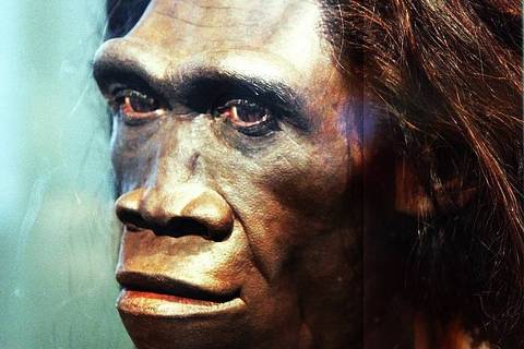 Como vivia o Homo erectus?