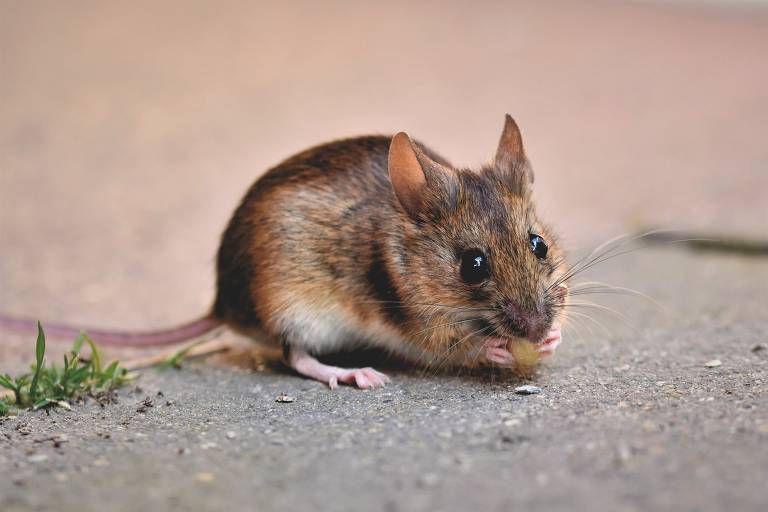 Rato: Curioso por natureza, hábil por enfrentar desafios e dificuldades que surgem no caminho. Poderá ser franco e honesto