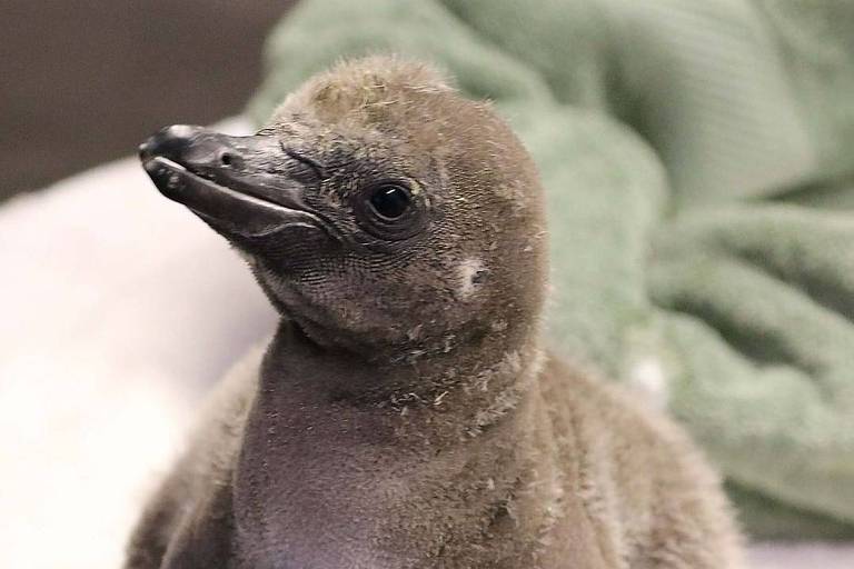 Filhote  nasceu de ovo chocado por dois pinguins do mesmo sexo