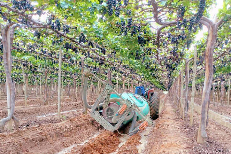 Maquinário atolado em área de prodiução de uva em Petrolina